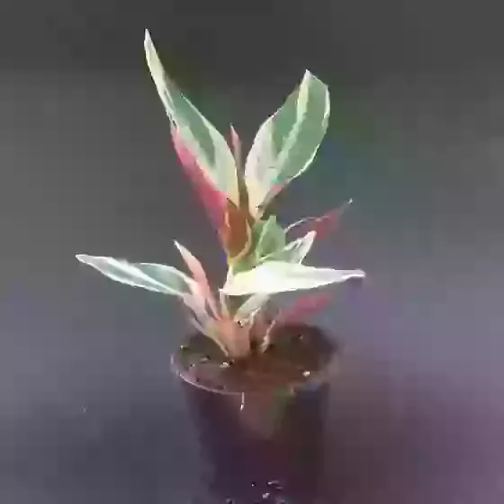 Stromanthe (Calathea) sanguinea Triostar